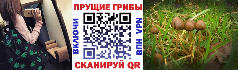 Псилоцибиновые грибы прущие грибы Ефремов